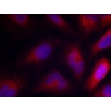 Immunofluorescence - Anti-MARCKS (phospho Ser162) Antibody (A16630) - Antibodies.com