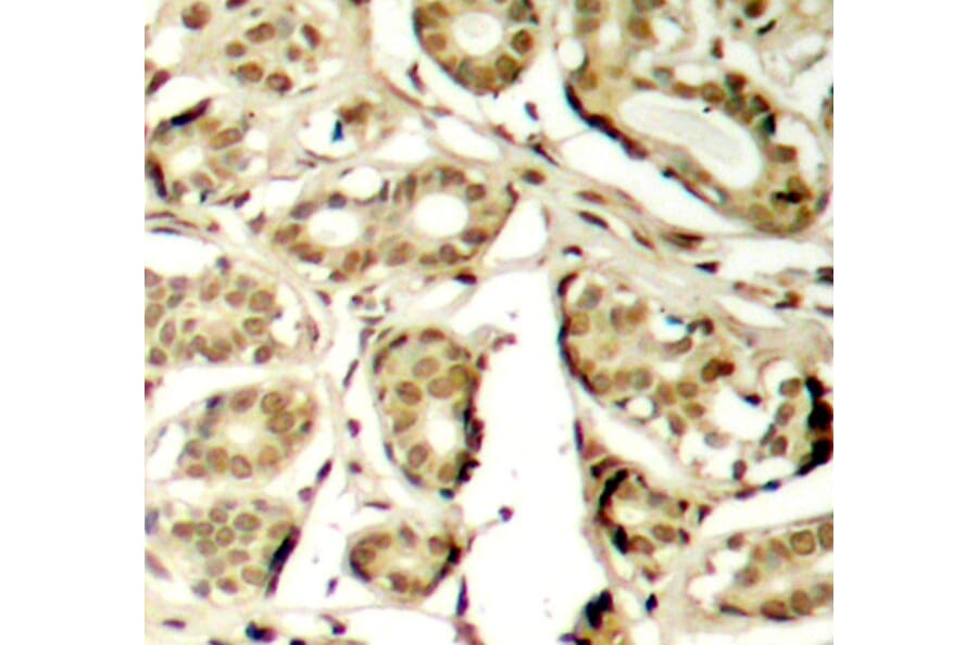 Immunohistochemistry - Anti-MEF2A (phospho S408) Antibody (AP0405) - Antibodies.com