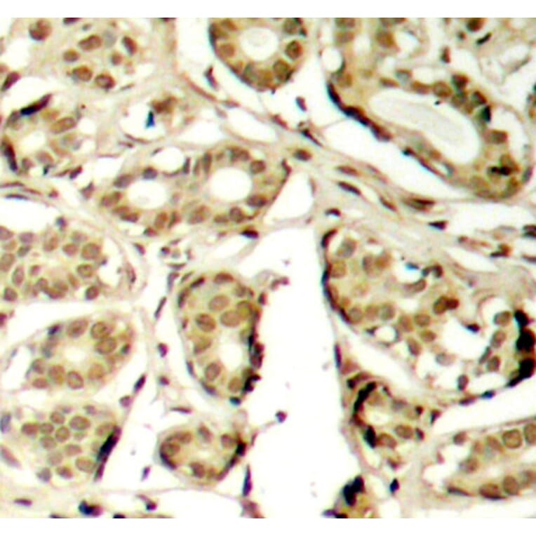 Immunohistochemistry - Anti-MEF2A (phospho S408) Antibody (AP0405) - Antibodies.com