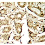 Immunohistochemistry - Anti-MEF2A (phospho S408) Antibody (AP0405) - Antibodies.com