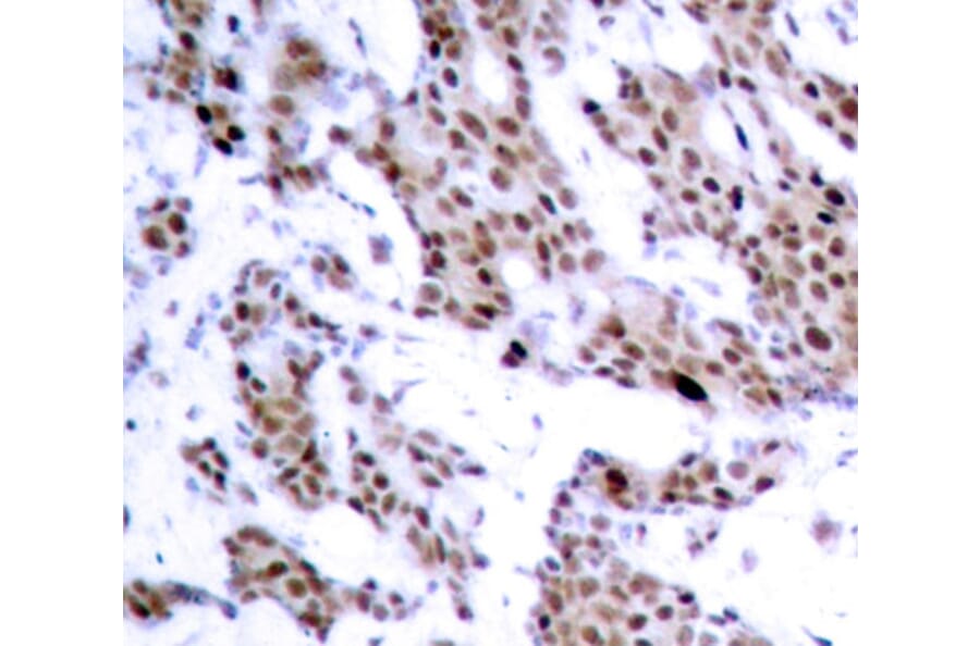 Immunohistochemistry - Anti-MEF2A (phospho T312) Antibody (AP0406) - Antibodies.com