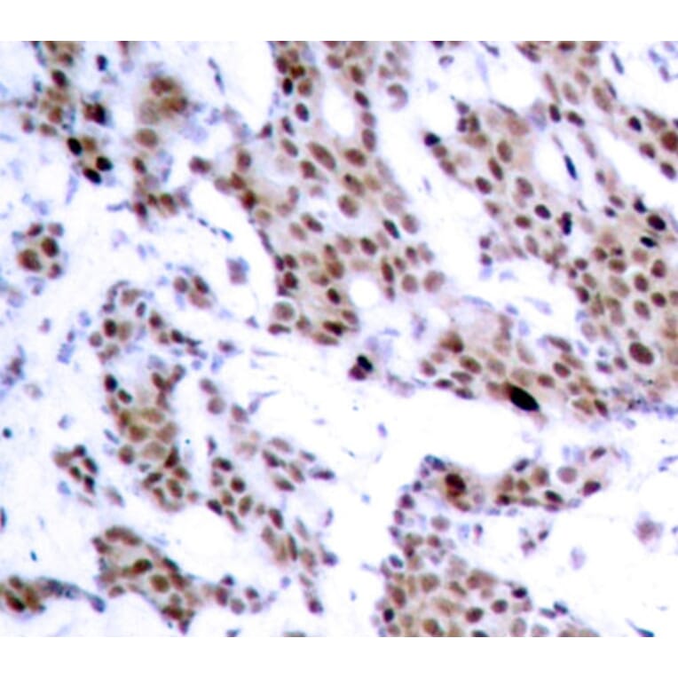 Immunohistochemistry - Anti-MEF2A (phospho T312) Antibody (AP0406) - Antibodies.com