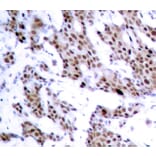 Immunohistochemistry - Anti-MEF2A (phospho T312) Antibody (AP0406) - Antibodies.com