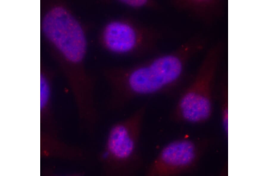 Immunofluorescence - Anti-MEF2A (phospho T312) Antibody (AP0406) - Antibodies.com