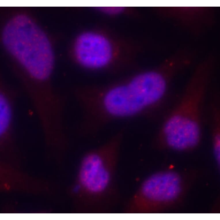 Immunofluorescence - Anti-MEF2A (phospho T312) Antibody (AP0406) - Antibodies.com