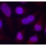 Immunofluorescence - Anti-MEF2A (phospho T312) Antibody (AP0406) - Antibodies.com