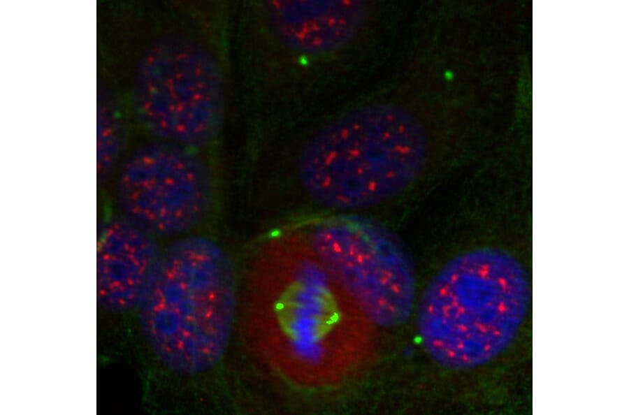 Immunofluorescence - Anti-MEF2A (phospho T319) Antibody (AP0407) - Antibodies.com