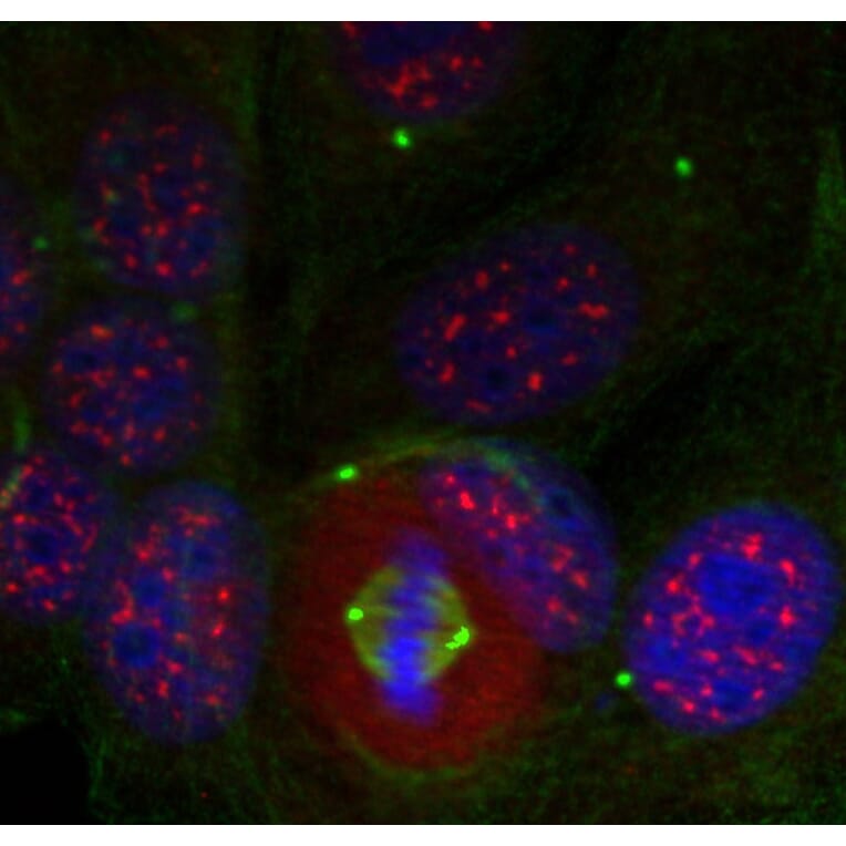 Immunofluorescence - Anti-MEF2A (phospho T319) Antibody (AP0407) - Antibodies.com