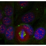 Immunofluorescence - Anti-MEF2A (phospho T319) Antibody (AP0407) - Antibodies.com