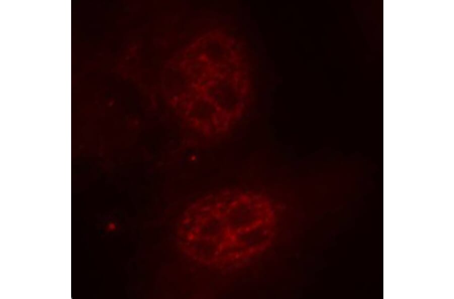 Immunofluorescence - Anti-MYC (phospho S62) Antibody (AP0410) - Antibodies.com