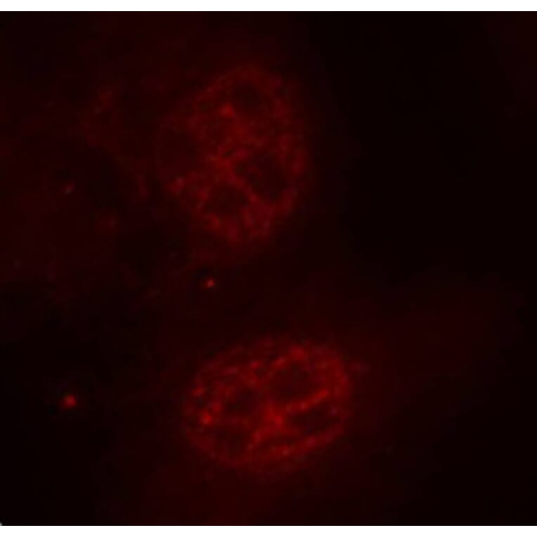 Immunofluorescence - Anti-MYC (phospho S62) Antibody (AP0410) - Antibodies.com