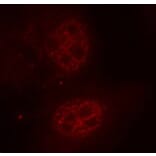 Immunofluorescence - Anti-MYC (phospho S62) Antibody (AP0410) - Antibodies.com