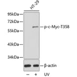 Western Blot - Anti-c-Myc (phospho Thr358) Antibody (A16636) - Antibodies.com
