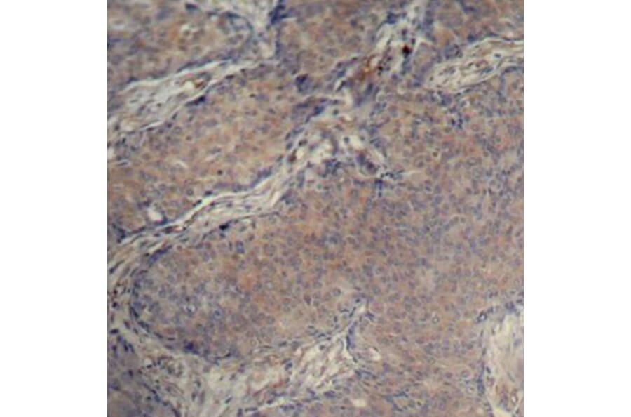 Immunohistochemistry - Anti-MYL12A (phospho Ser18) Antibody (A16637) - Antibodies.com