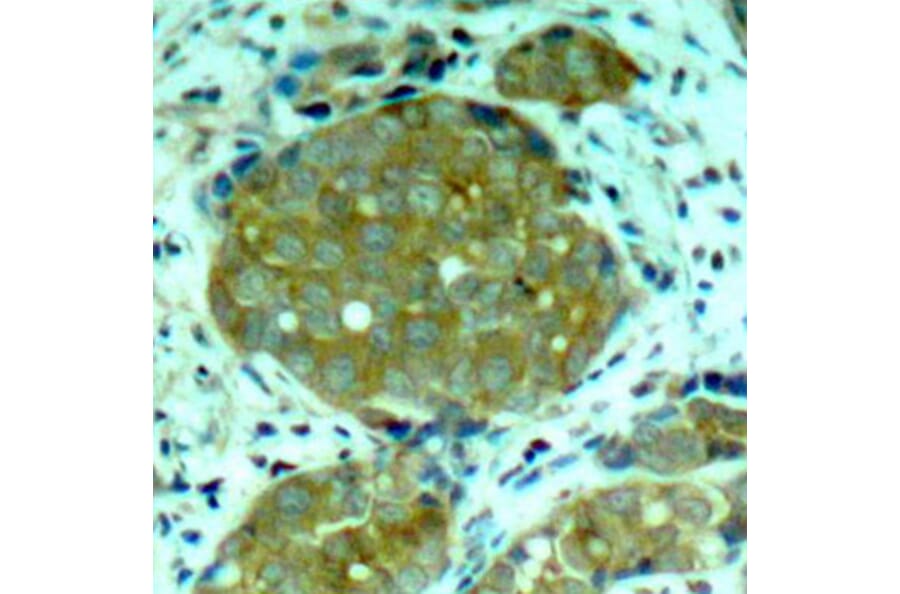 Immunohistochemistry - Anti-NFkB p105/p50 (phospho Ser932) Antibody (A16639) - Antibodies.com