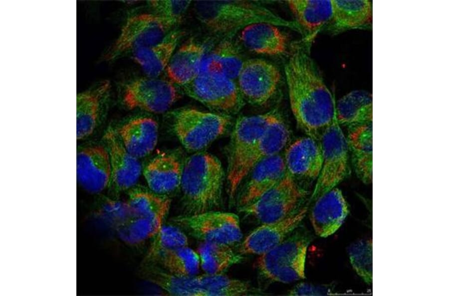 Immunofluorescence - Anti-NFkB p100/NFKB2 (phospho Ser866) Antibody (A16640) - Antibodies.com
