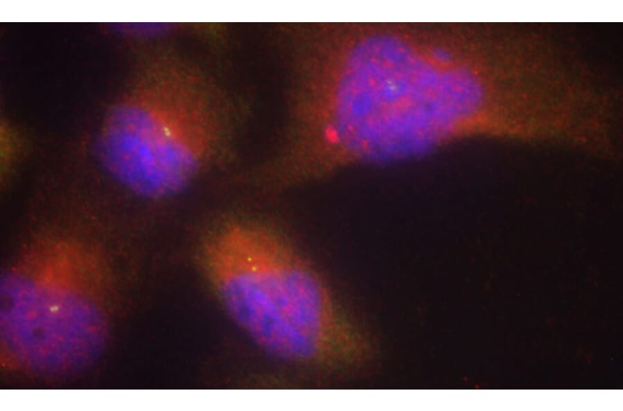 Immunofluorescence - Anti-NTRK2 (phospho Y515) Antibody (AP0422) - Antibodies.com