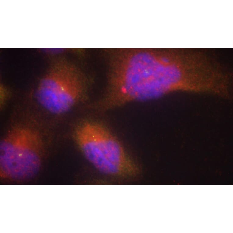 Immunofluorescence - Anti-NTRK2 (phospho Y515) Antibody (AP0422) - Antibodies.com