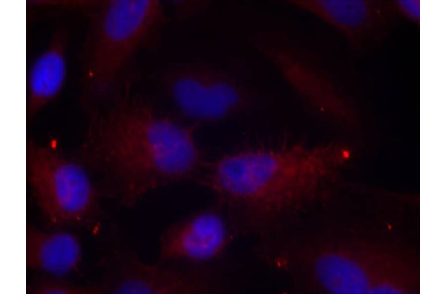 Immunofluorescence - Anti-PAK1 (phospho T423) + PAK2 (phospho T402) + PAK3 (phospho T421) Antibody (AP0425) - Antibodies.com
