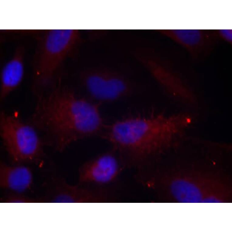 Immunofluorescence - Anti-PAK1 (phospho T423) + PAK2 (phospho T402) + PAK3 (phospho T421) Antibody (AP0425) - Antibodies.com
