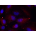 Immunofluorescence - Anti-PAK1 (phospho T423) + PAK2 (phospho T402) + PAK3 (phospho T421) Antibody (AP0425) - Antibodies.com