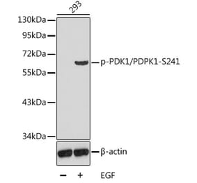 Western Blot - Anti-PDPK1 (phospho Ser241) Antibody (A16648) - Antibodies.com