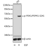 Western Blot - Anti-PDPK1 (phospho Ser241) Antibody (A16648) - Antibodies.com