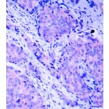 Immunohistochemistry - Anti-PDPK1 (phospho Ser241) Antibody (A16648) - Antibodies.com