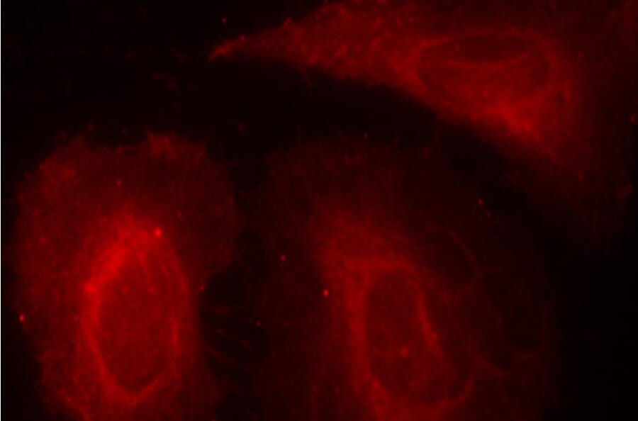 Immunofluorescence - Anti-PDPK1 (phospho Ser241) Antibody (A16648) - Antibodies.com