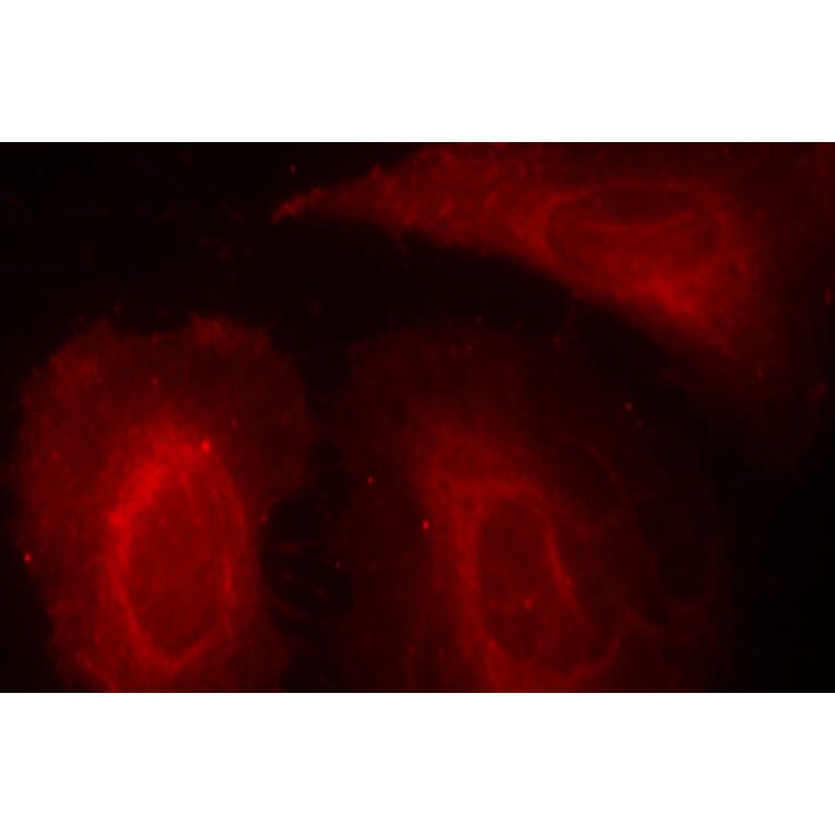 Immunofluorescence - Anti-PDPK1 (phospho Ser241) Antibody (A16648) - Antibodies.com