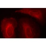 Immunofluorescence - Anti-PDPK1 (phospho Ser241) Antibody (A16648) - Antibodies.com