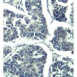 Immunohistochemistry - Anti-PLCG2 (phospho Y1217) Antibody (AP0429) - Antibodies.com