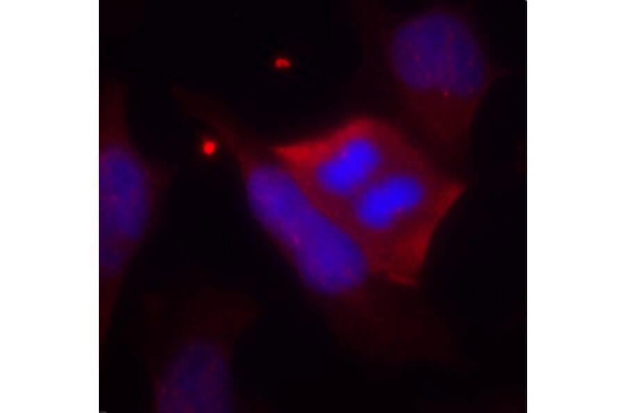 Immunofluorescence - Anti-PPP1R1B (phospho T75) Antibody (AP0430) - Antibodies.com