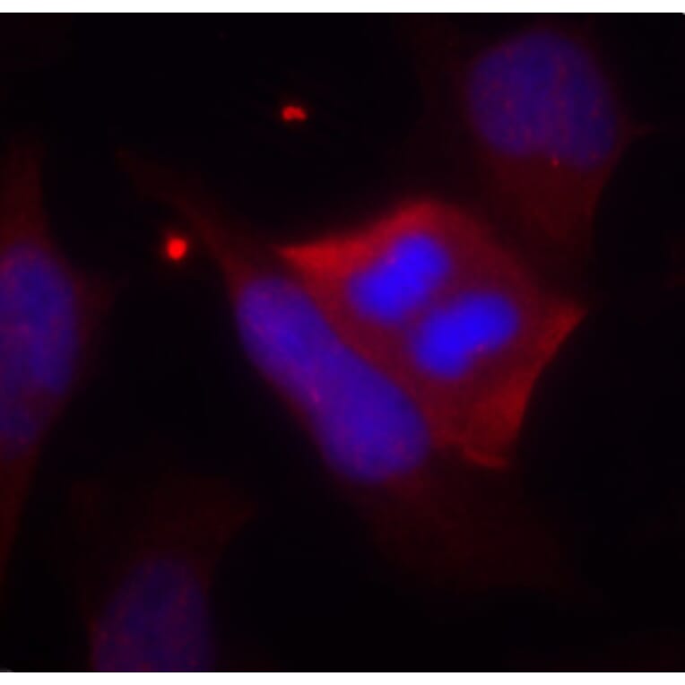Immunofluorescence - Anti-PPP1R1B (phospho T75) Antibody (AP0430) - Antibodies.com