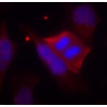 Immunofluorescence - Anti-PPP1R1B (phospho T75) Antibody (AP0430) - Antibodies.com