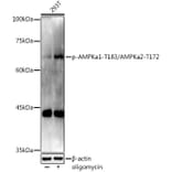 Western Blot - Anti-AMPK alpha 1 (phospho Thr183) + AMPK alpha 2 (phospho Thr172) Antibody (A16652) - Antibodies.com