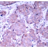 Immunohistochemistry - Anti-PTEN (phospho S380) Antibody (AP0436) - Antibodies.com