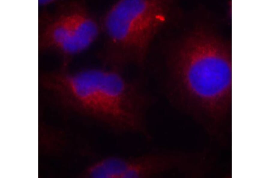 Immunofluorescence - Anti-PTEN (phospho S380) Antibody (AP0436) - Antibodies.com