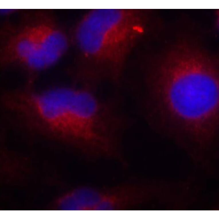 Immunofluorescence - Anti-PTEN (phospho S380) Antibody (AP0436) - Antibodies.com