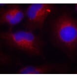 Immunofluorescence - Anti-PTEN (phospho S380) Antibody (AP0436) - Antibodies.com