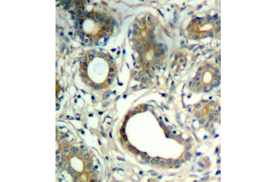 Immunohistochemistry - Anti-PTPN11 (phospho Y580) Antibody (AP0439) - Antibodies.com