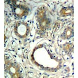 Immunohistochemistry - Anti-PTPN11 (phospho Y580) Antibody (AP0439) - Antibodies.com