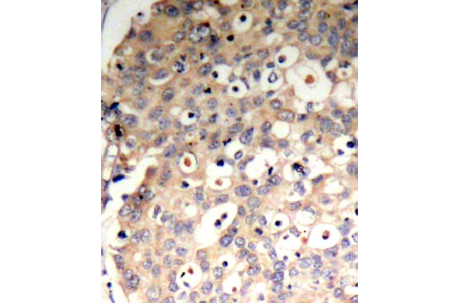 Immunohistochemistry - Anti-SHP1 (phospho Tyr536) Antibody (A16658) - Antibodies.com