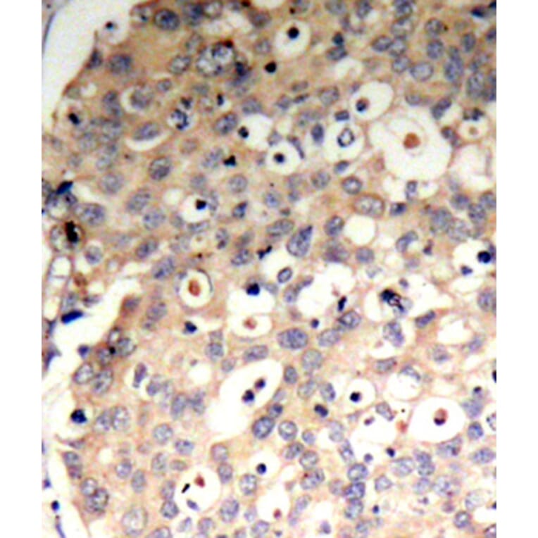 Immunohistochemistry - Anti-SHP1 (phospho Tyr536) Antibody (A16658) - Antibodies.com