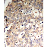 Immunohistochemistry - Anti-SHP1 (phospho Tyr536) Antibody (A16658) - Antibodies.com