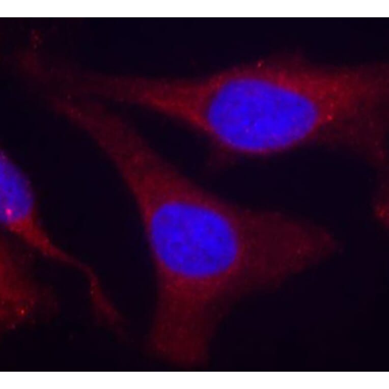 Immunofluorescence - Anti-SHP1 (phospho Tyr536) Antibody (A16658) - Antibodies.com