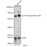 Western Blot - Anti-NF-kB p65 (phospho Ser468) Antibody (A16663) - Antibodies.com