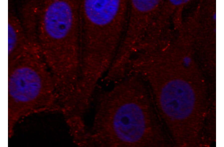 Immunofluorescence - Anti-SNCA (phospho Y133) Antibody (AP0451) - Antibodies.com