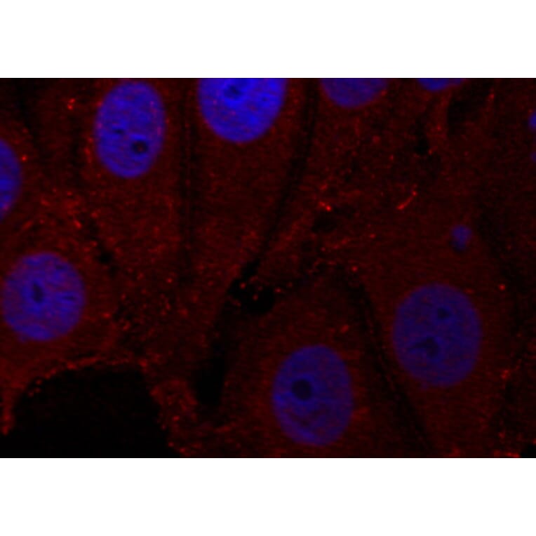 Immunofluorescence - Anti-SNCA (phospho Y133) Antibody (AP0451) - Antibodies.com
