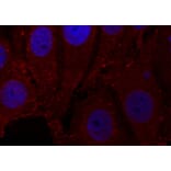 Immunofluorescence - Anti-SNCA (phospho Y133) Antibody (AP0451) - Antibodies.com
